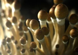 Shrooms