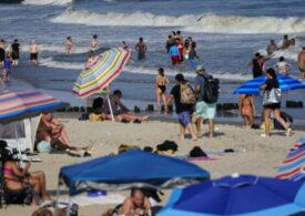Woman critically injured by rare shark