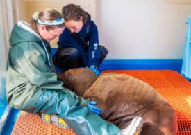 baby walrus