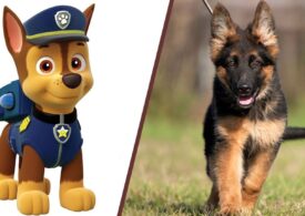 Chase of PAW Patrol