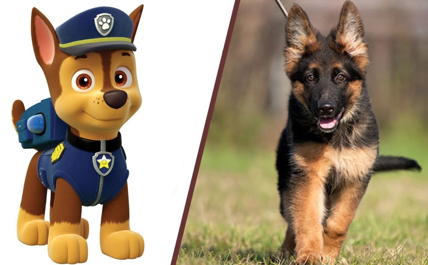 Chase of PAW Patrol