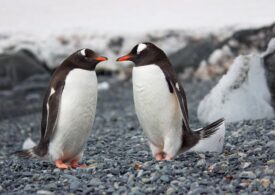 Penguins