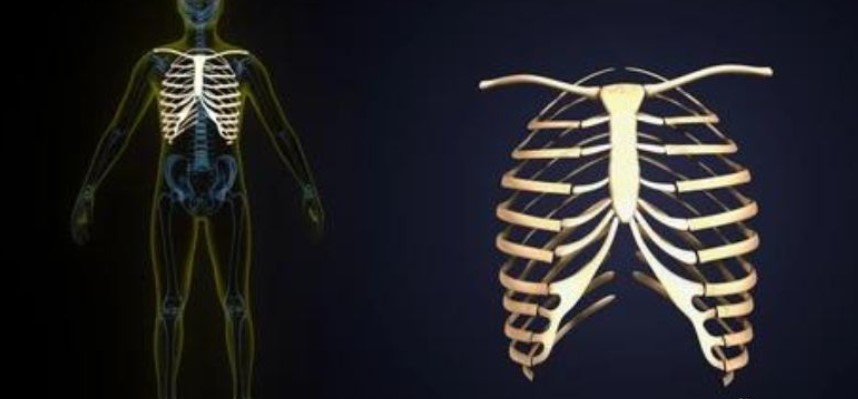 Human Ribs Anatomy