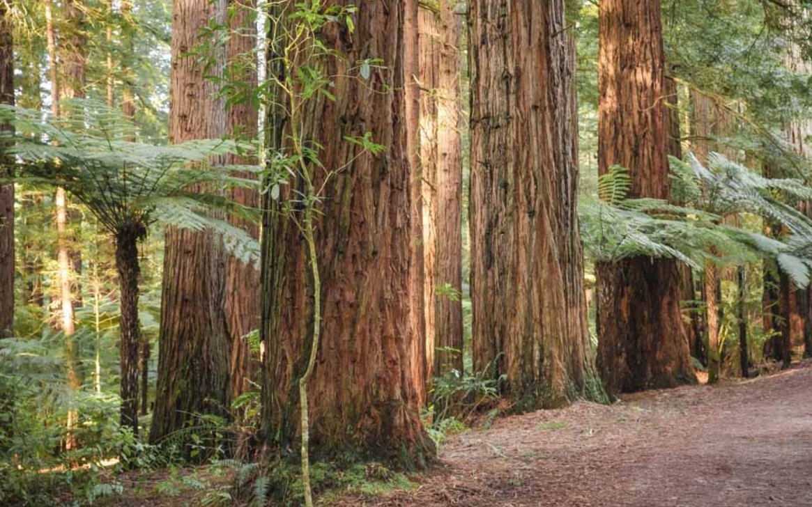 The Redwoods, Rotorua