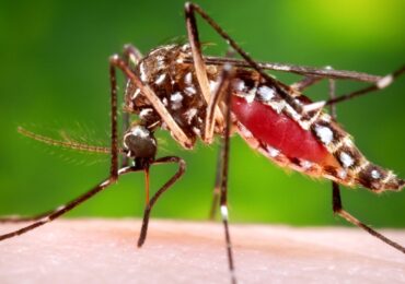 Puerto Rico’s Health Crisis: Dengue Fever Surge Triggers Emergency Declaration