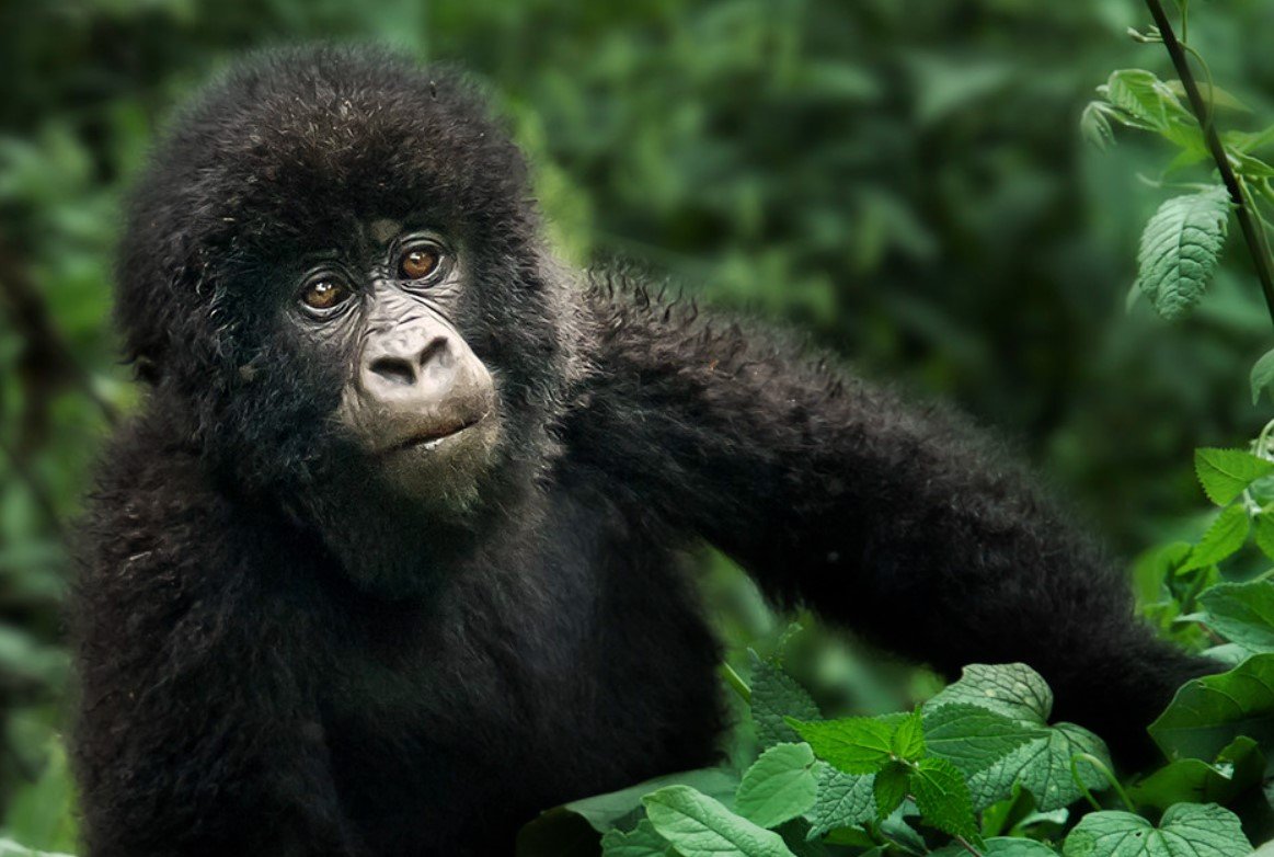 Uganda’s Gorilla
